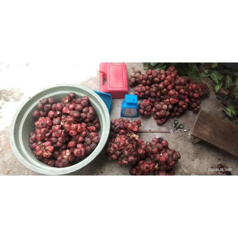 

buah asam payo