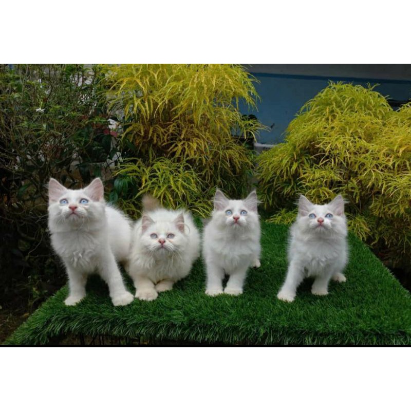 Kitten Ragdoll 3 bulan Jantan Ragdol