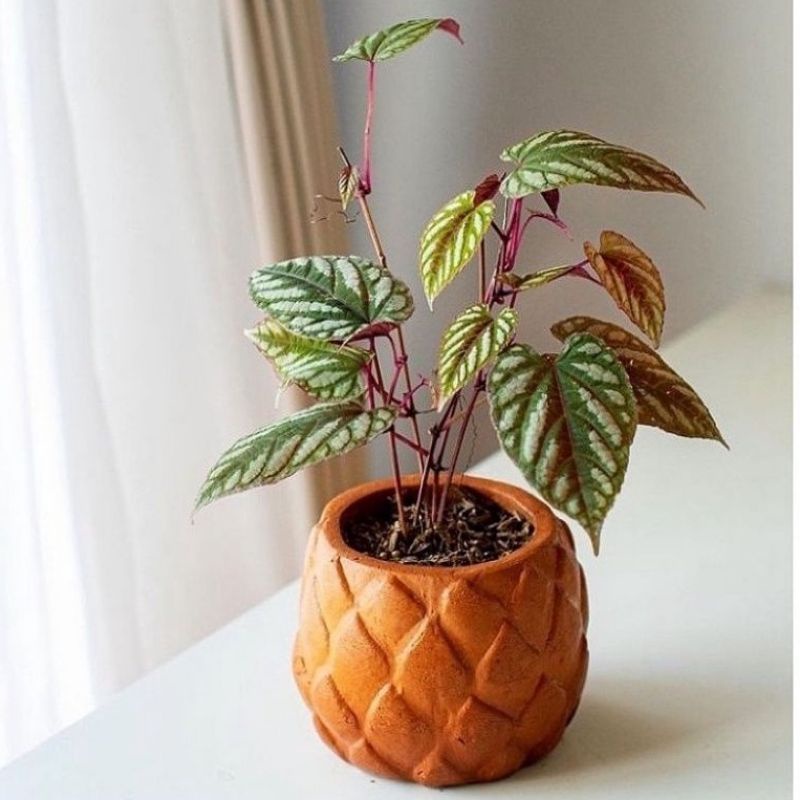 ( TERMURAH) Tanaman Hias Sirih Keraton Gantung - Bunga Gantung Sirih Keraton - Sirih Herbal Keraton 