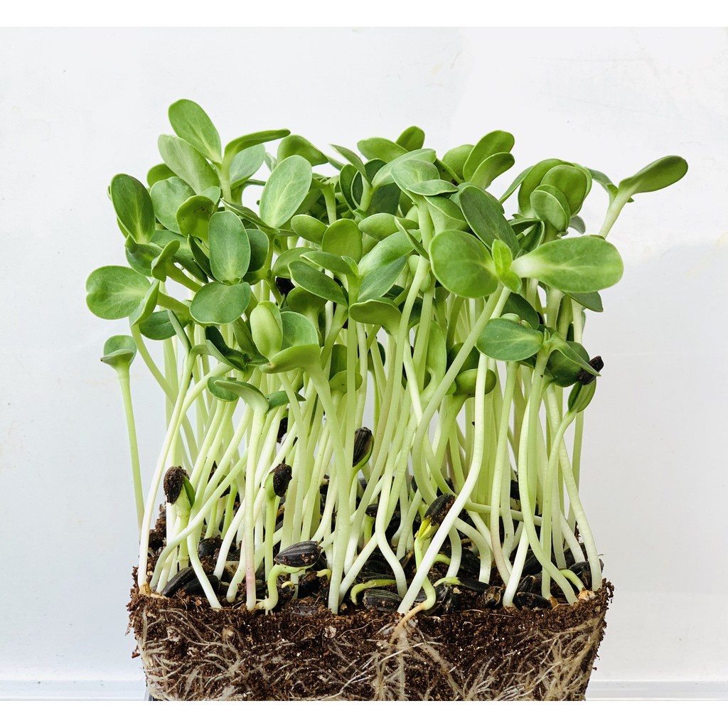 Benih Seribuan - 15 Bibit Microgreen Sunflower Sprout Organik Unggul