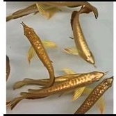Ikan Arwana Arowana Malaysian Golden Head 24K