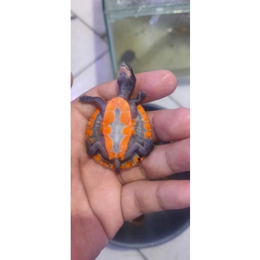kura kura dada merah size 3-4 cm