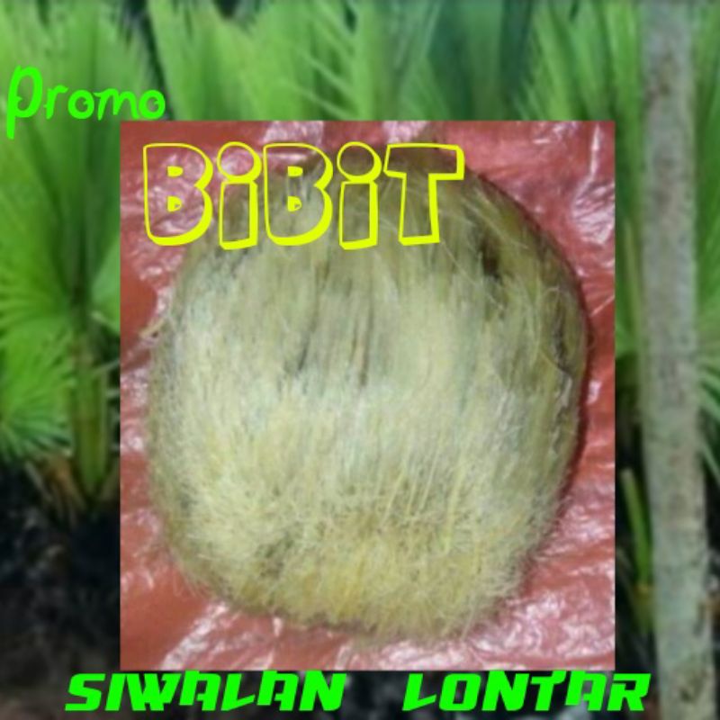 bibit biji Siwalan/lontar siap tanam