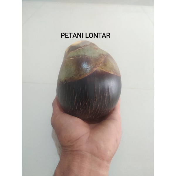 

BUAH LONTAR UTUH, ( Isi 1 biji )