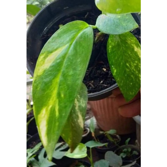 epipremnum varigata kuning