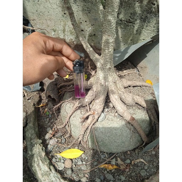 bonsai kimeng prokar