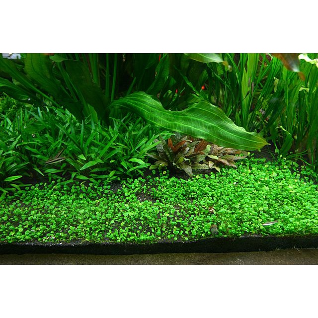 Tanaman Carpet Aquascape - Marselia Hirsuta