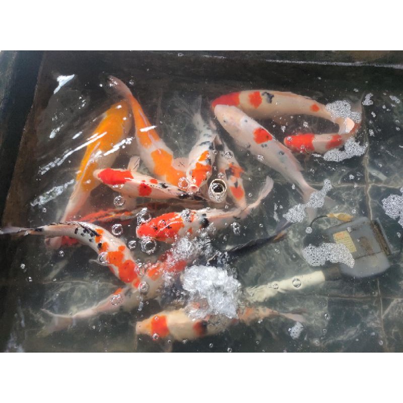 Ikan Koi Size 25-30 Cm Jenis mix