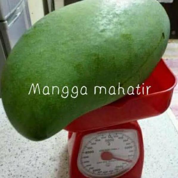 BIBIT MANGGA JUMBO (MANGGA MAHATIR)