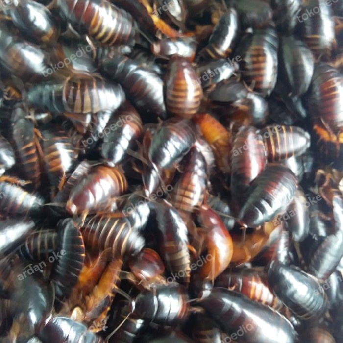 DISKON Umpan Mancing Kecoa batu Kecoa Tanah Terkelak Menje Ceremende MURAH