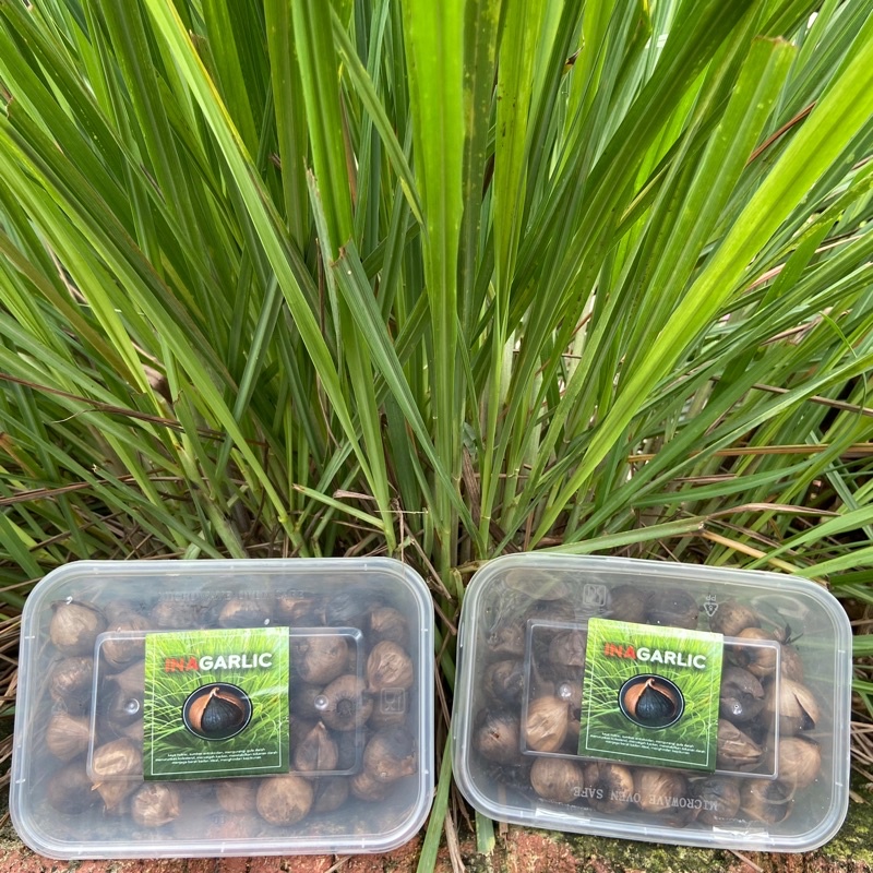 

Black Garlic Bawang Lanang Fermentasi Premium Fresh