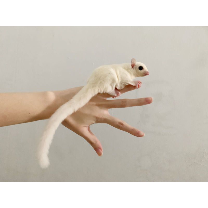 Sugar Glider Joey Leucistic
