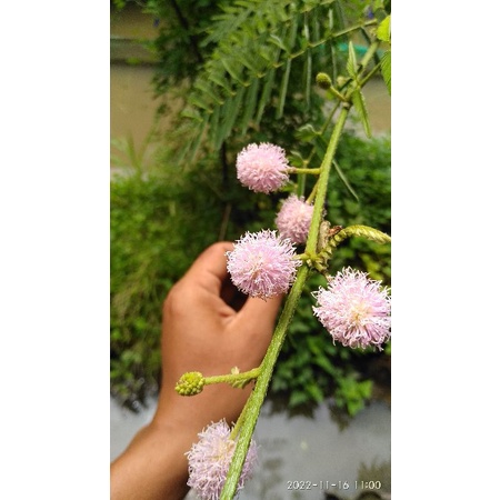 biji benih putri malu 100 butir