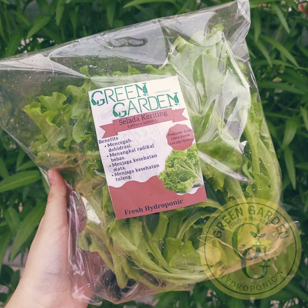 

Selada Hidroponik Organic Fresh | Sayuran Hidroponik| Green garden | greengarden | green garden |