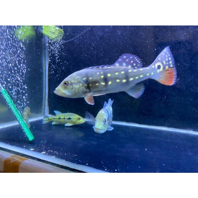 Peacock Bass Temensis Venezuela