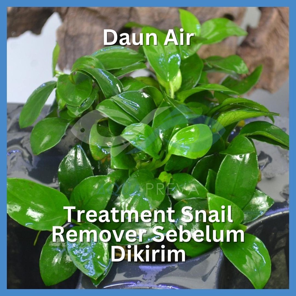 Anubias Petite Tanaman Aquascape