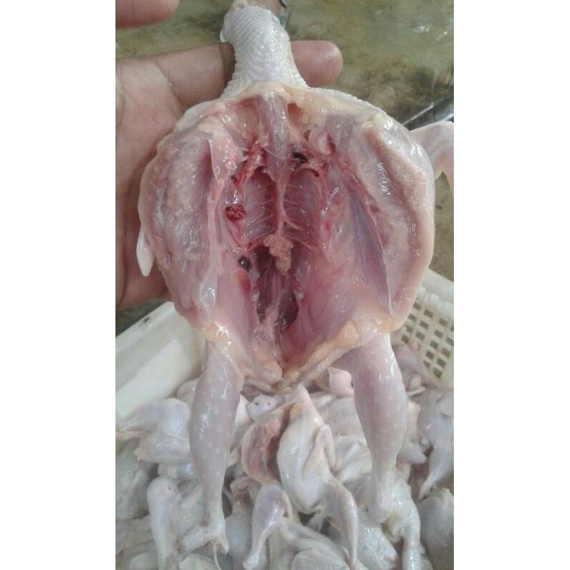 

daging burung puyuh mentah