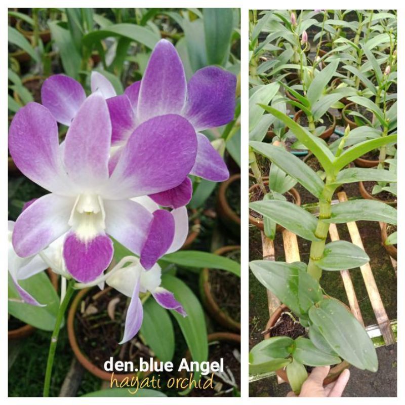 Anggrek Dendrobium Blue Angel