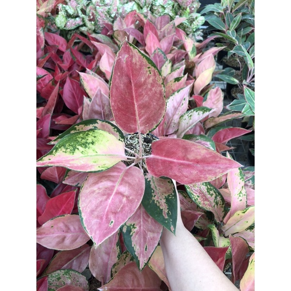 Aglaonema kochin red mella