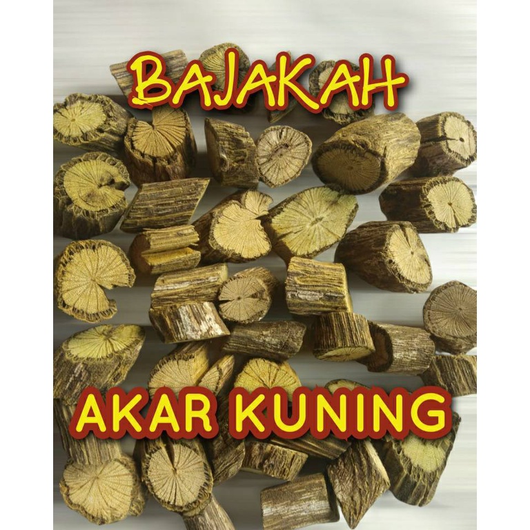 

BAJAKAH AKAR KUNING
