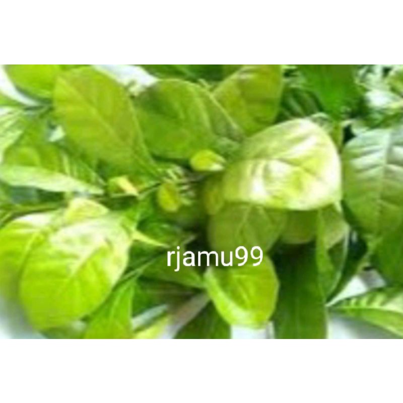 

Daun Maja Segar 100g