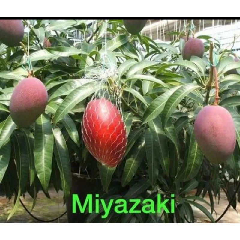 bibit buah mangga miyazaki