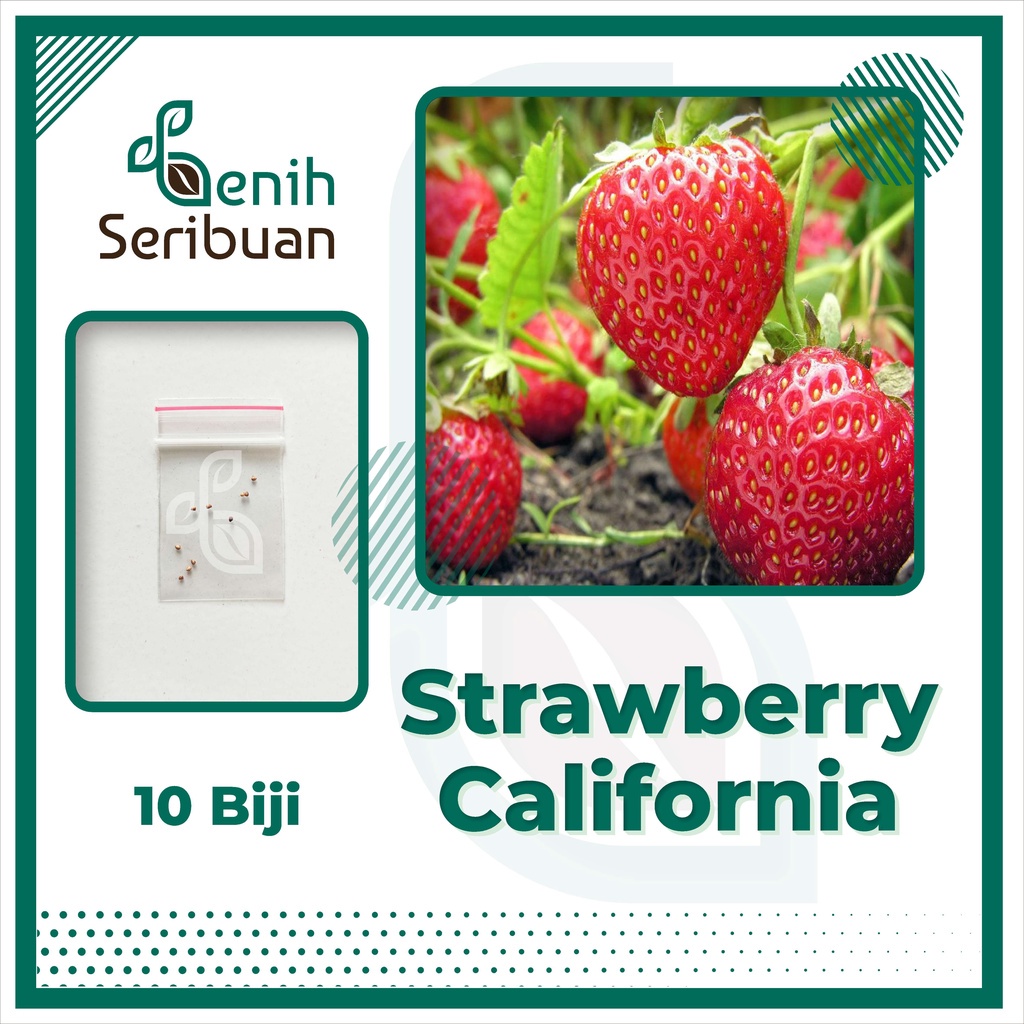 Benih Seribuan - 10 Bibit Strawberry California Cepat Berbuah Unggul