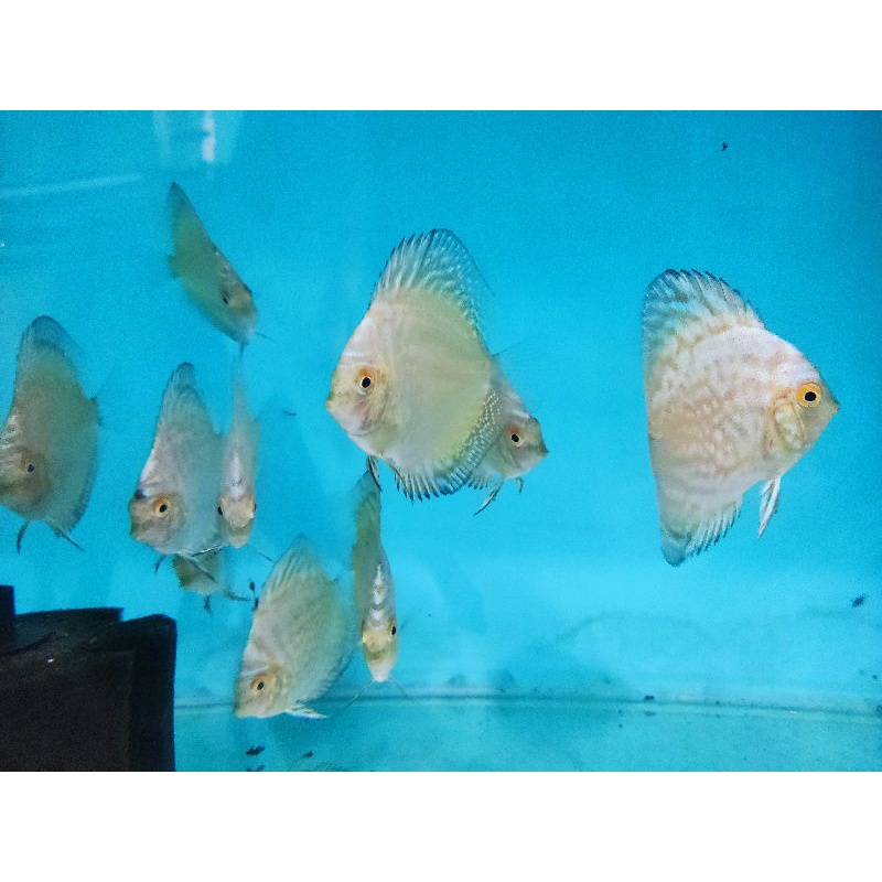 IKAN DISCUS YELLOW PIGEON SIZE 2,5"
