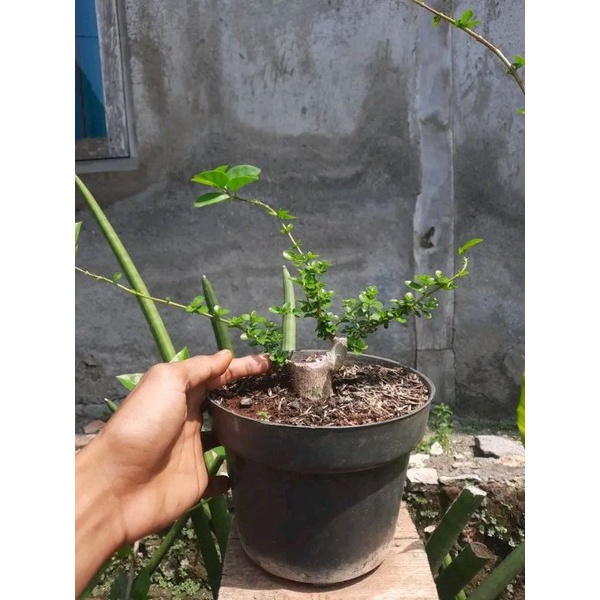 bonsai Sancang dari cangkok 18k