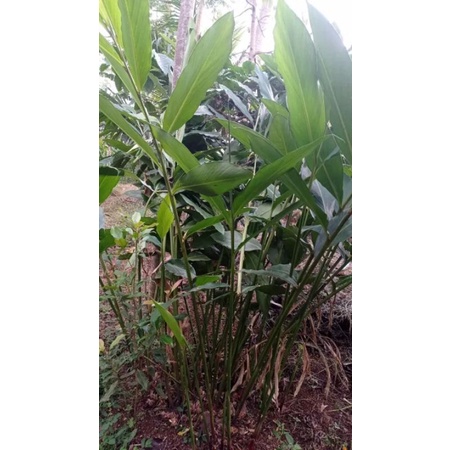 BIBIT KAPULAGA HIBRIDA ASLI/BIBIT KAPULAGA/KAPULAGA HIBRIDA