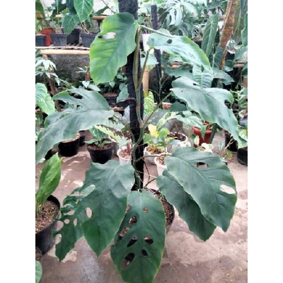 Tanaman Hias Monstera dubia jumbo