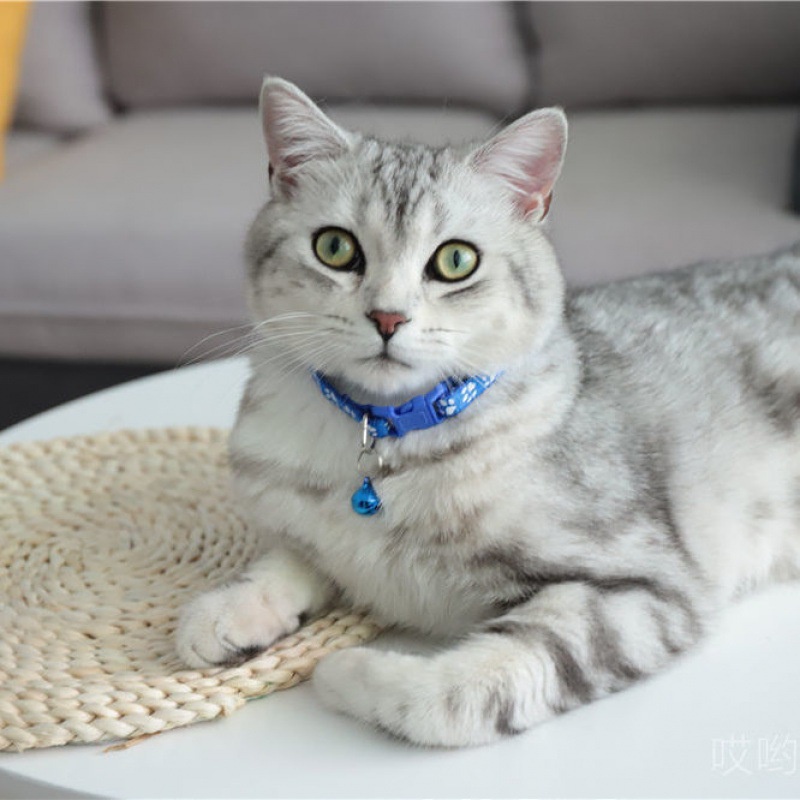 【Cat7】Kalung Kucing Pet Leashes Collars Lucu Dengan Kalung Kucing Bel Lonceng Dicetak Kalung Kucing Ukuran Kustom Kalung Kucing Kirim Lonceng