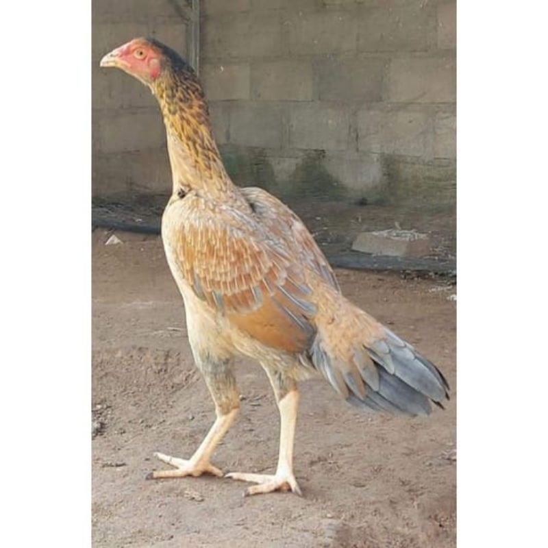 

Telur Ayam Plucker Original - Telur plucker line Hc farm
