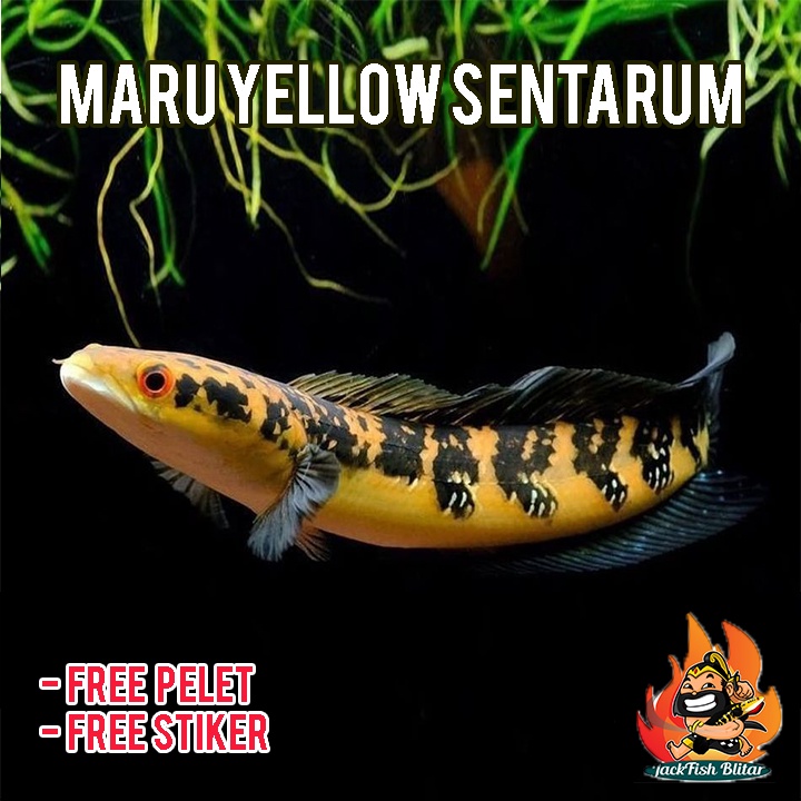 Channa maru ys BONUS PELET bahan progres warna kuning grade A+++