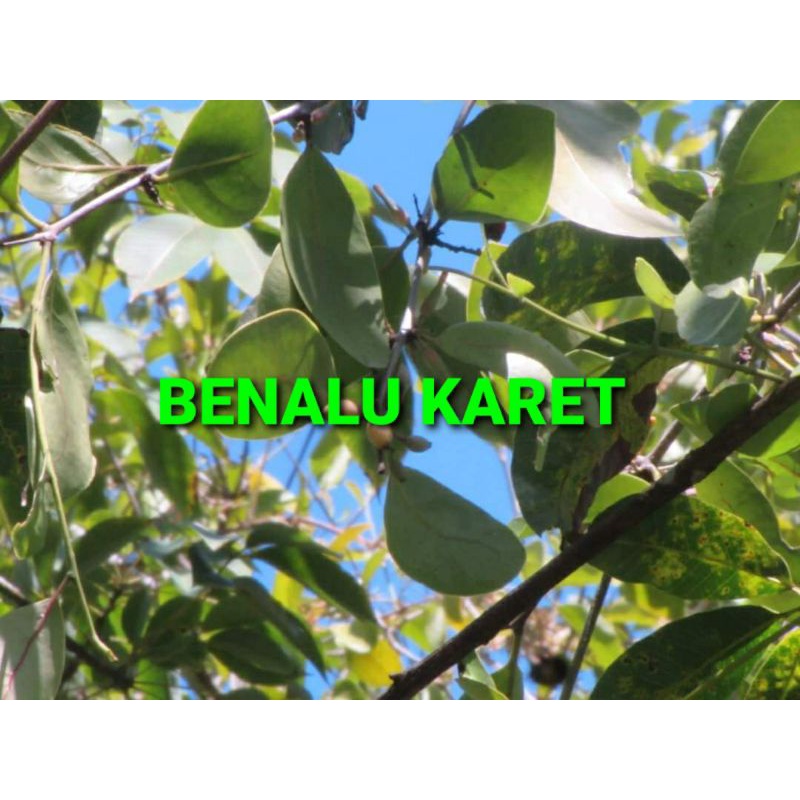 

DAUN BENALU KARET KERING 500 GRAM