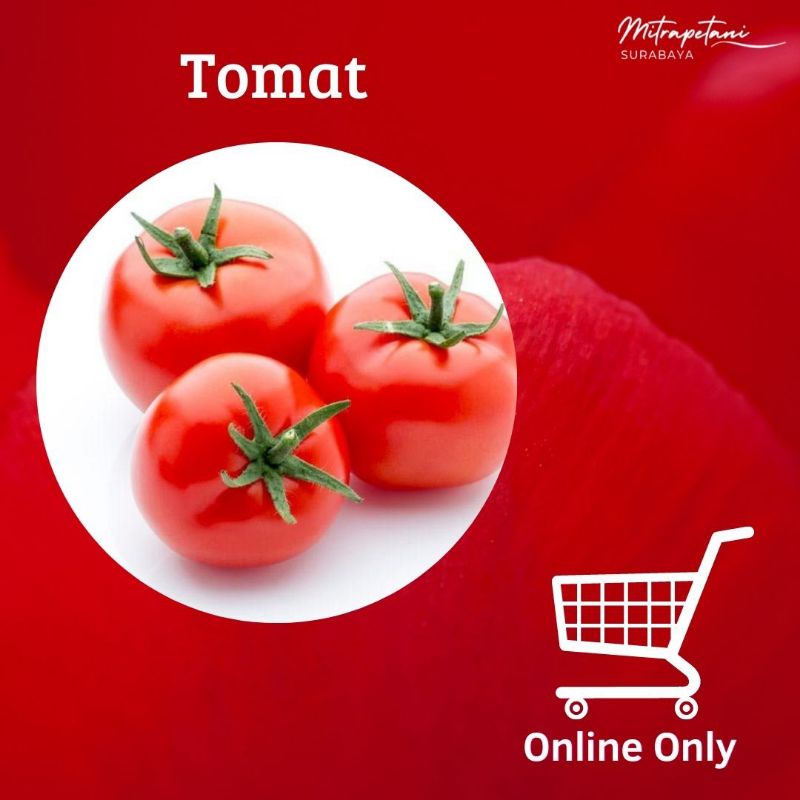 

Tomat sayur,tomat 500 gram, tomat segar, tomat