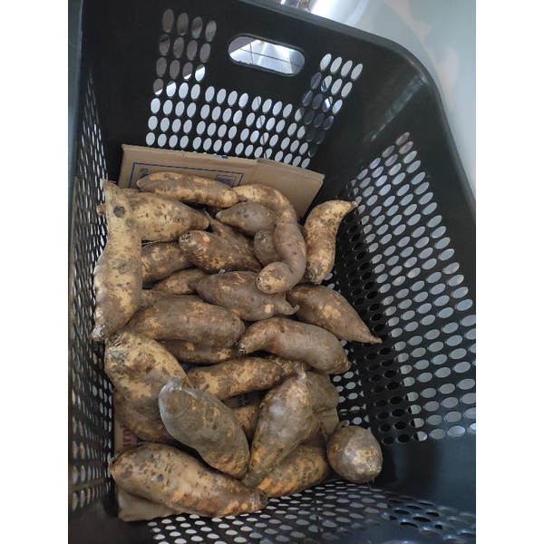 

UBI CILEMBU MENTAH 1KG ASLI KELUAR MADU