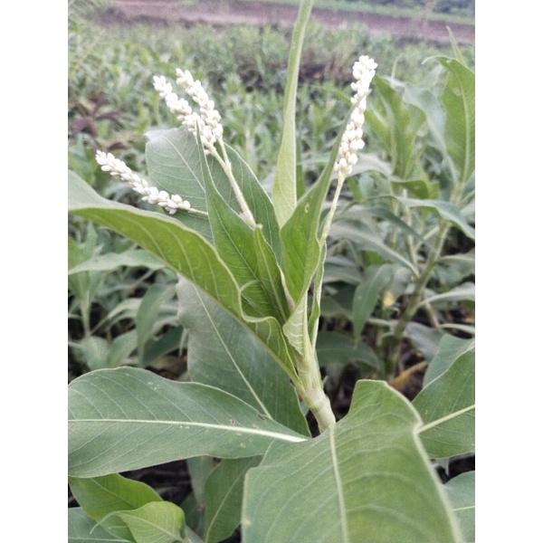 Bibit Bunga Bakau Pakan Lebah Madu_Apis Cerana Dominan Nextar_Lebih melimpah Nextar