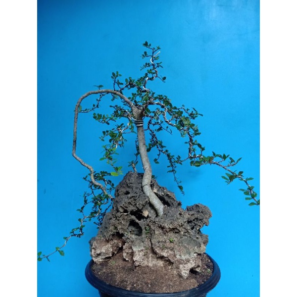 Bonsai Serut | Bonsai Serut OTR | Serut OTR