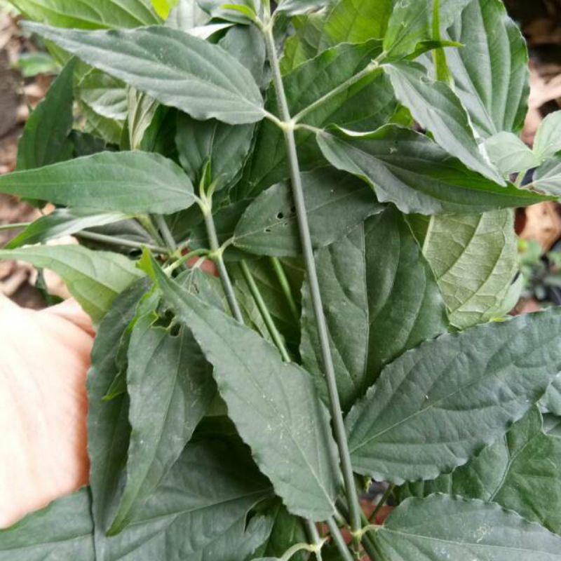 

Daun belalai gajah / kalingair 100 gram segar