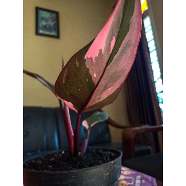 Philodendron Black Cherry