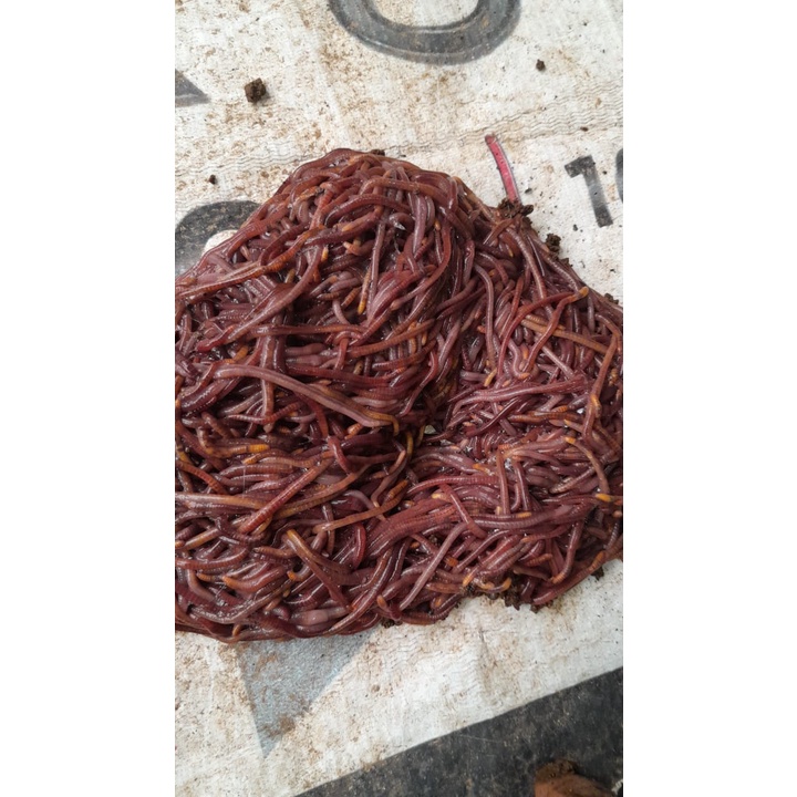 cacing lumbricus dan ANC hidup 1kg/ cacing tanah/ cacing basah