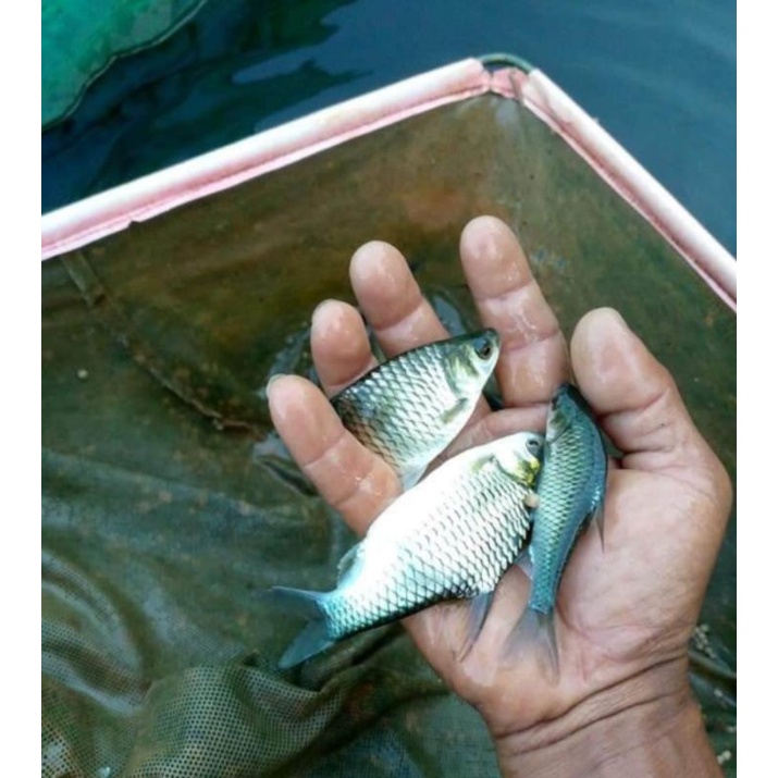 bibit ikan tawes dua jari