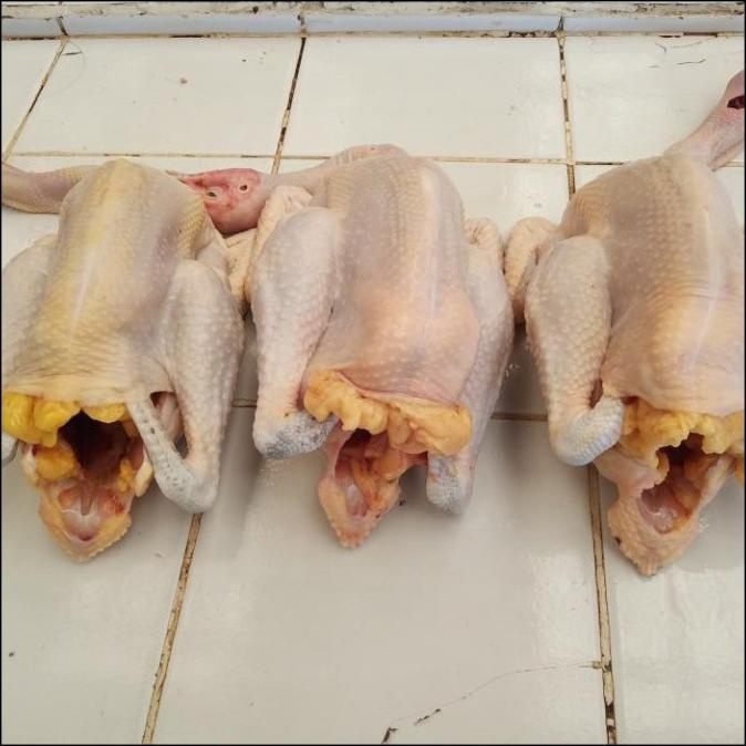 

SALE AYAM KAMPUNG SEGAR FRESH TERLARIS F5464RY