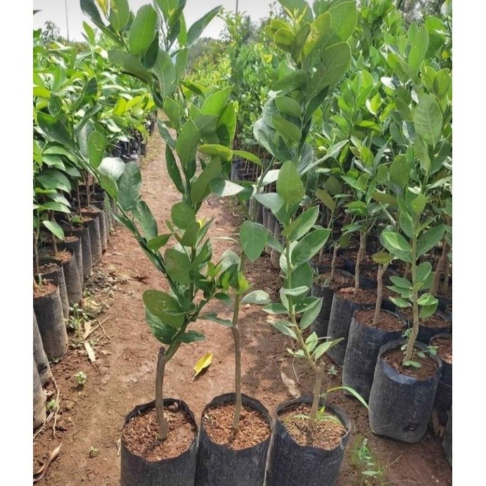 Terlaris Bibit Lemon California - Lemon Amerika