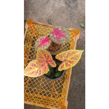 Caladium new wave tootsie