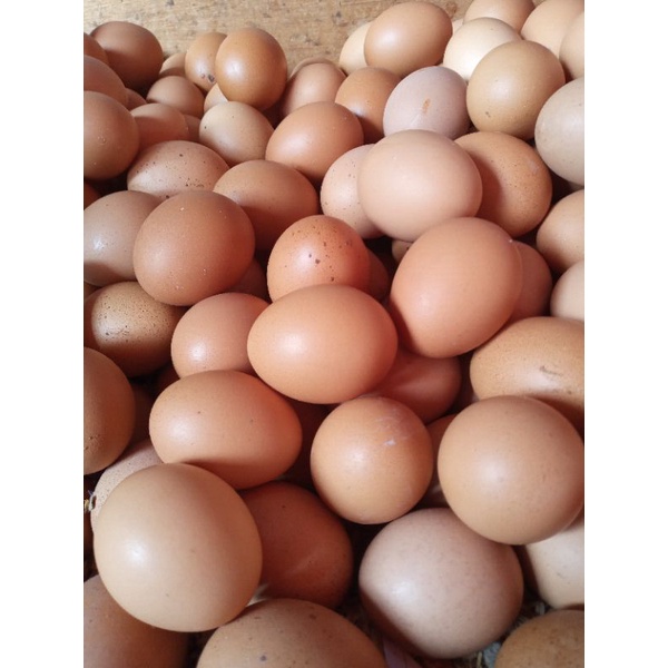 

Telur Ayam Negeri Fresh Per 1 Kg