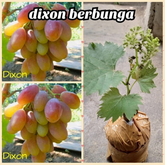 Best Seller Bibit Anggur Dixon Berbunga Import
