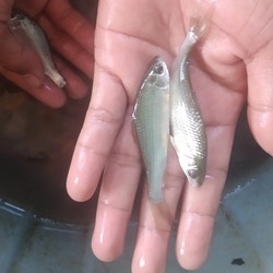

ekor ikan bandeng kecil kemasan 10Kg Sterofoam