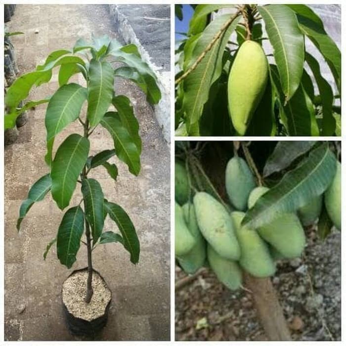 Bibit Mangga Okyong Pohon Mangga Bibit Buah Mangga Okyong CCCC